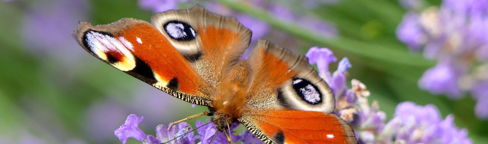 Schmetterling