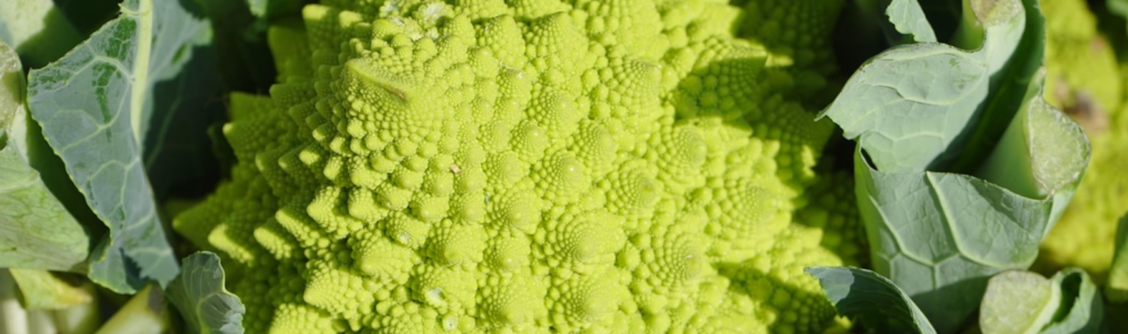 Fibonacci